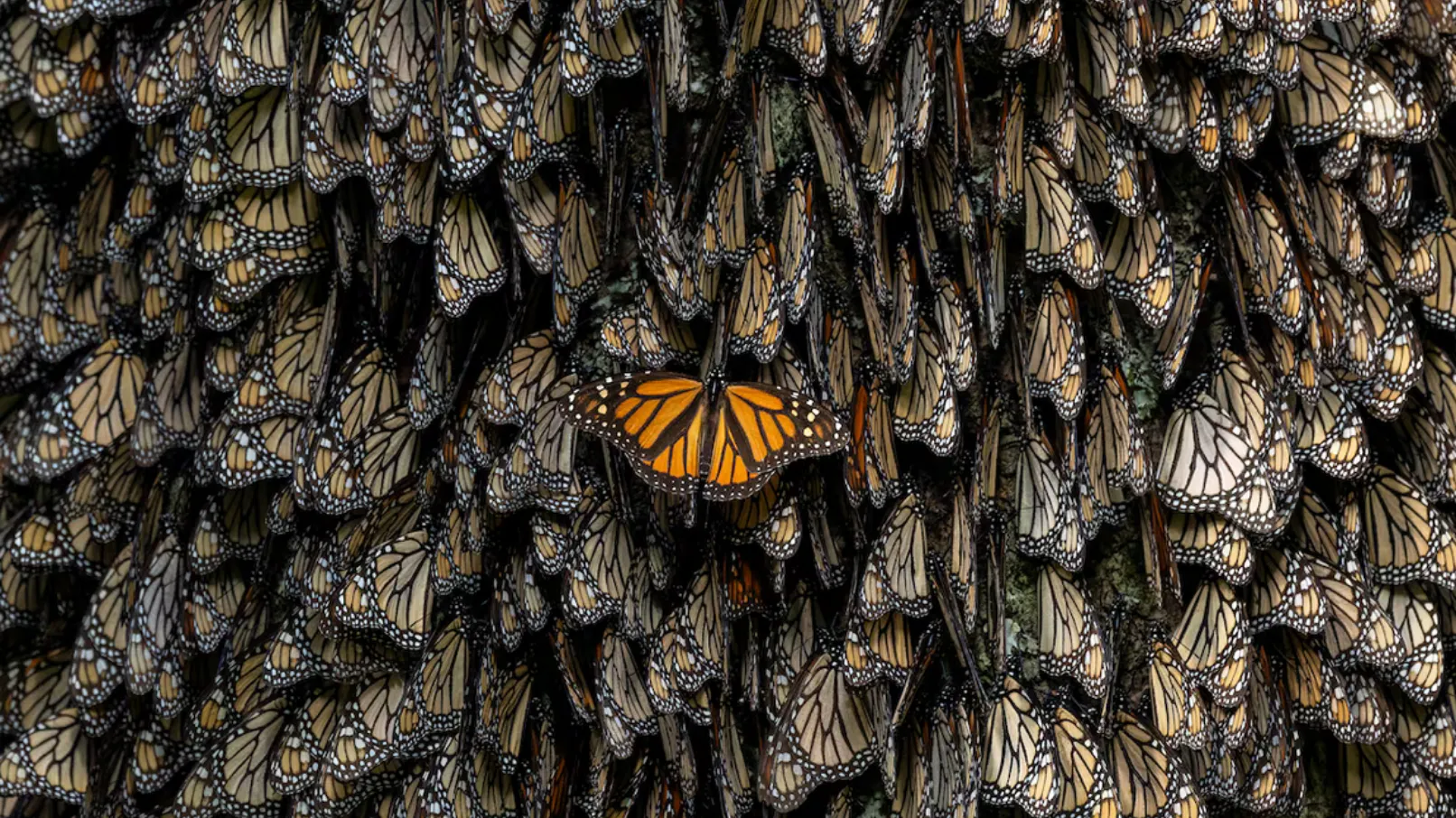 El Vuelo Hacia Tu Interior